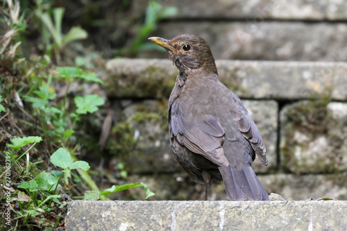 Young Blackbird