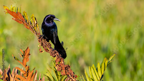 Male Boattail Grackle perched on reeds photo