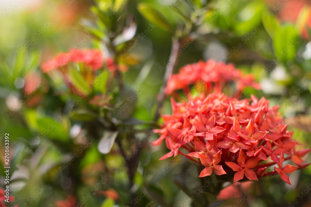 Ixora coccinea Ixora coccinea