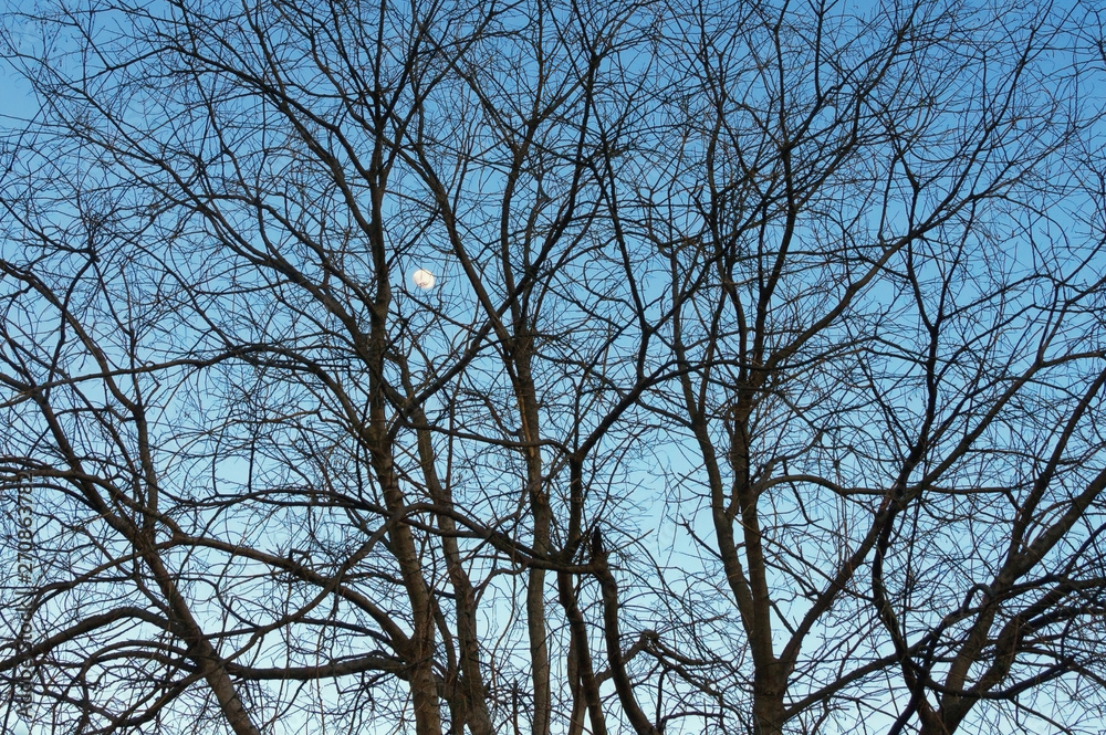 Silhouettes of trees without leaves against evening sky Silhouettes of trees without leaves against evening sky