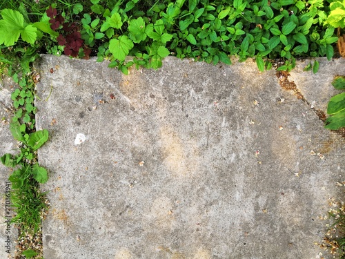 Cement stone leaves green plants background © Alarina_Art