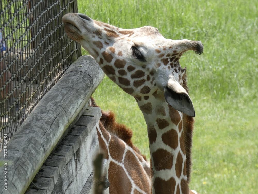 Fototapeta premium Young Giraffe