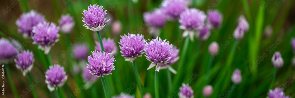 Chives blooming in the spring Chives blooming in the spring