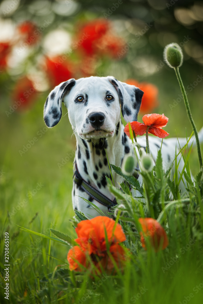 Dalmatian puppy in a poppy flower meadow Dalmatian puppy in a poppy flower meadow