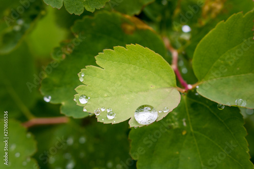 Dew drops on leaves, Columbia River Gorge, Oregon