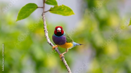 Photographie Gouldian Finch perched on limb