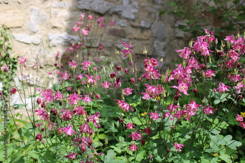 Fototapeta premium Pink flowers in front of a wall