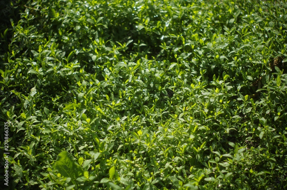 green leaf background green leaf background