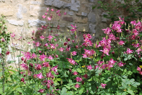 Pink flowers in front of a wall