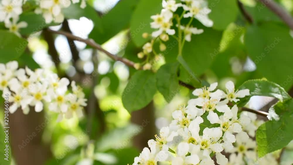 The branches of the blooming bird cherry sway in the wind on a spring sunny day. Spring time. The branches of the blooming bird cherry sway in the wind on a spring sunny day. Spring time.