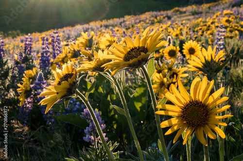 Yellow balsamroot and purple lupines in bloom at Dalles Mountain Ranch, Columbia Hills State Park, Washington photo
