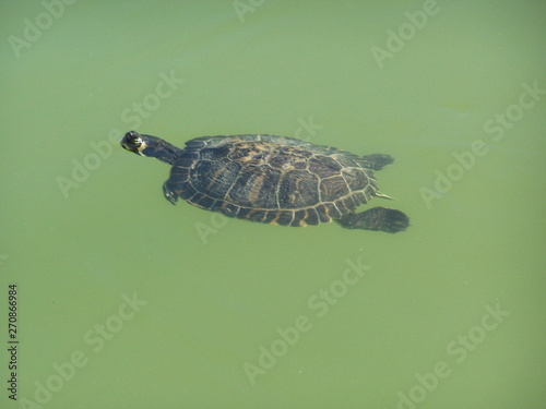 tortuga de agua verde