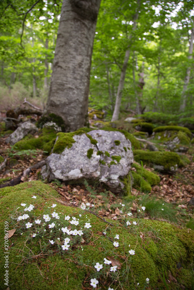 Forest in Moncayo National Park in Zaragoza Province Spain Forest in Moncayo National Park in Zaragoza Province Spain