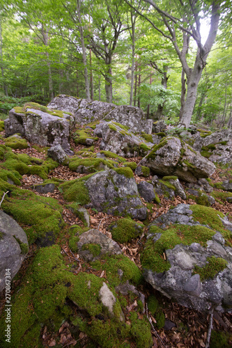 Forest in Moncayo National Park in Zaragoza Province Spain