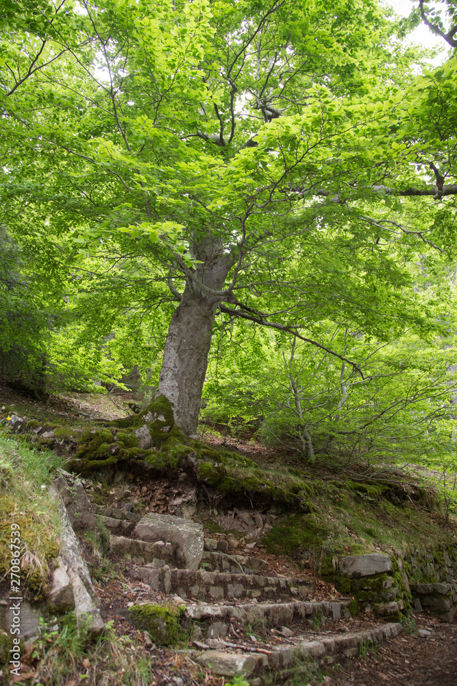 Forest in Moncayo National Park in Zaragoza Province Spain