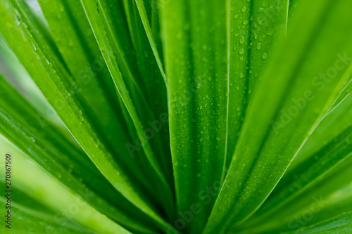 green leaves natural background wallpaper  texture of leaf  leaves with space for text 