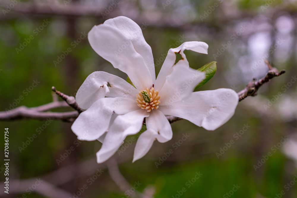 white magnolia white magnolia