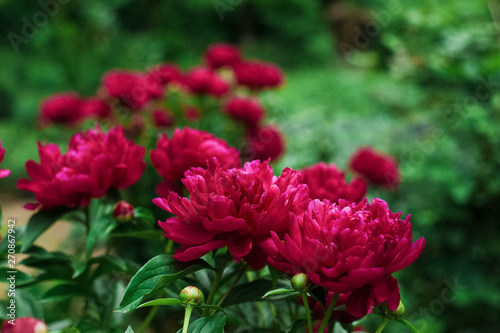 Red peonies in the garden. Blooming red peony. Closeup of beautiful red Peonie flower.