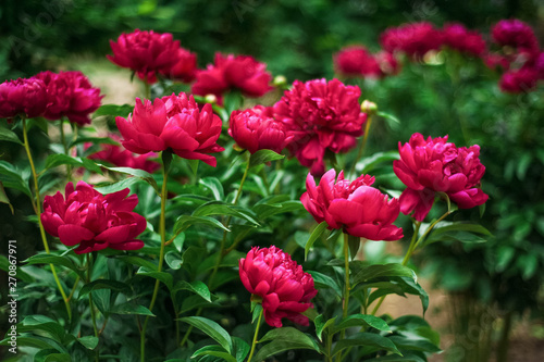 Red peonies in the garden. Blooming red peony. Closeup of beautiful red Peonie flower.