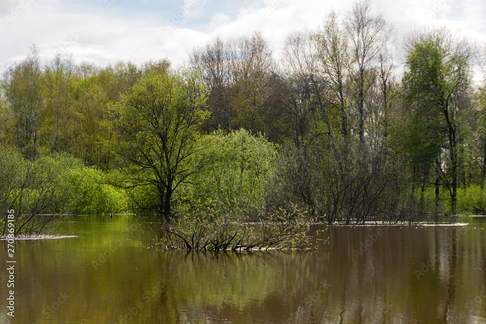 Obraz premium spring grove of trees flooded during high water