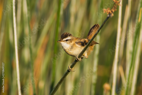 Cute little bird. Moustached Warbler. Acrocephalus melanopogon. Green lake habitat background. photo