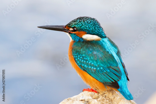 Colorful bird. Kingfisher. Nature background. 