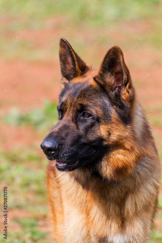 Wolf-dog portrait Wolf-dog portrait