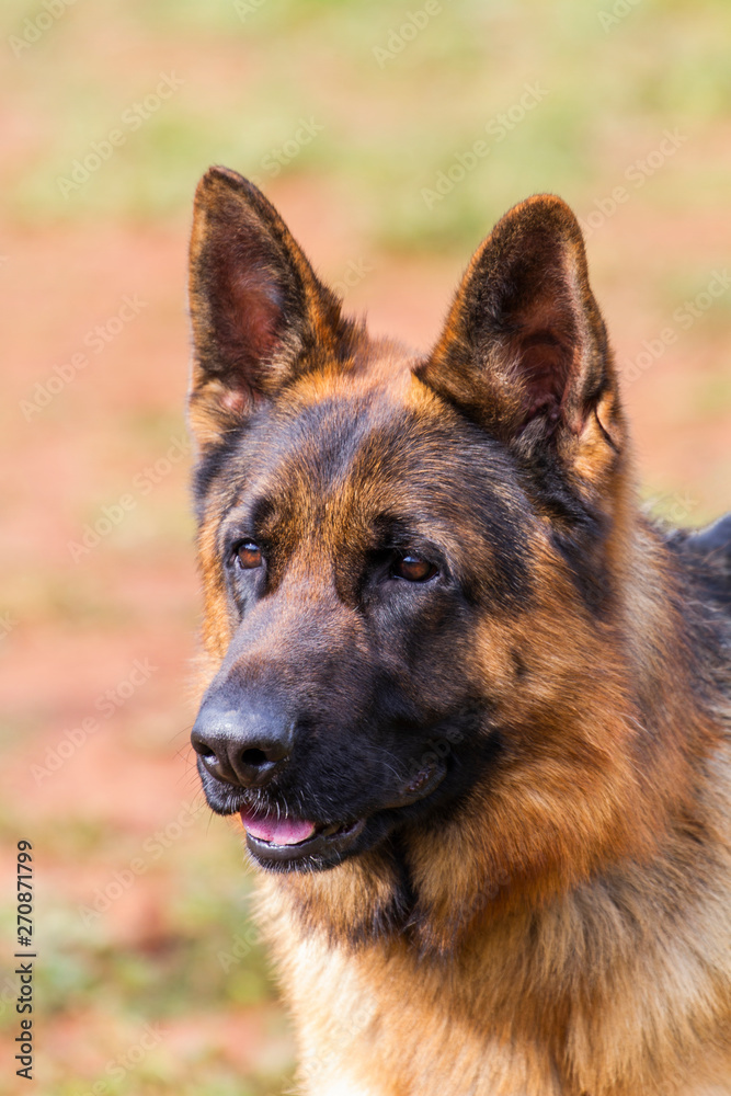 Wolf-dog portrait Wolf-dog portrait