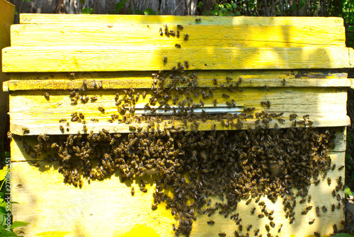 Swarming bees