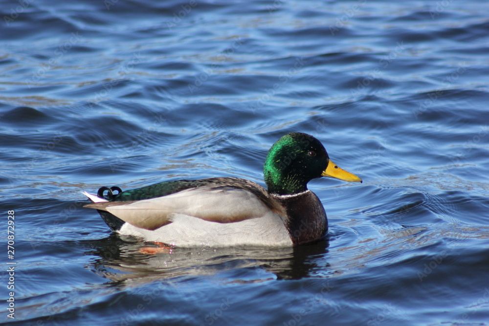 duck in the water duck in the water