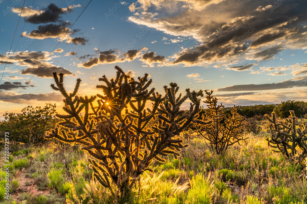 Obraz premium Golden Hour Cactus Sunset