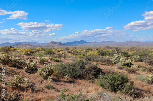 North Scottsdale Spring Landscape