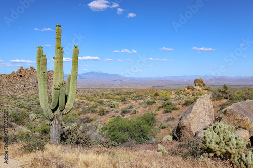 Huge Saguaro in the Sonoran Desert