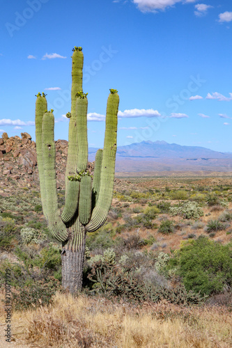 Saguaro in the Arizona Sunshine
