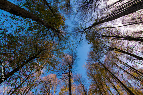 Tall trees stretching into the sky