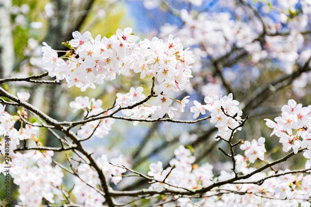 Obraz premium 桜クローズアップ