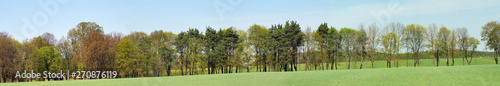 A multi-species belt of trees at the edge of cultivated fields. Spring panorama.