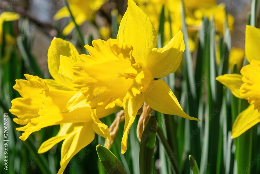 Fototapeta premium Daffodills bloom among succulent green grass, on a beautiful early spring day in Upstate New York