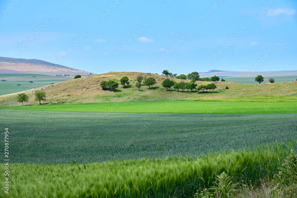 Agricultural green wheat and rye fields, displayed on layers, with a group of isolated trees on a hill in the distance, in pastel colors. Bright blue sky.