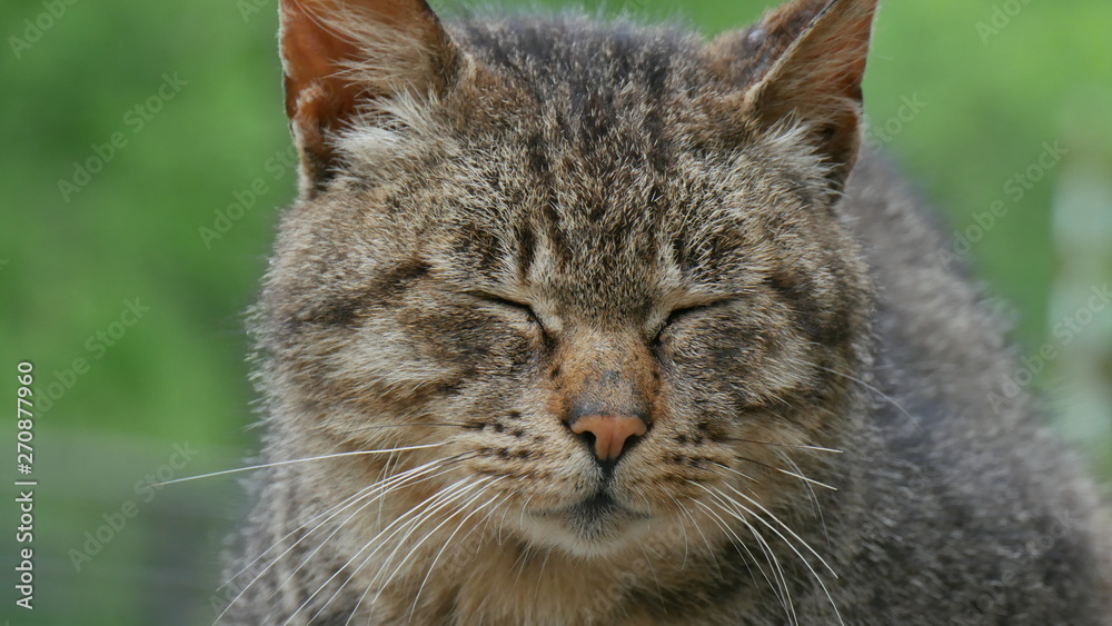 Obraz premium cat