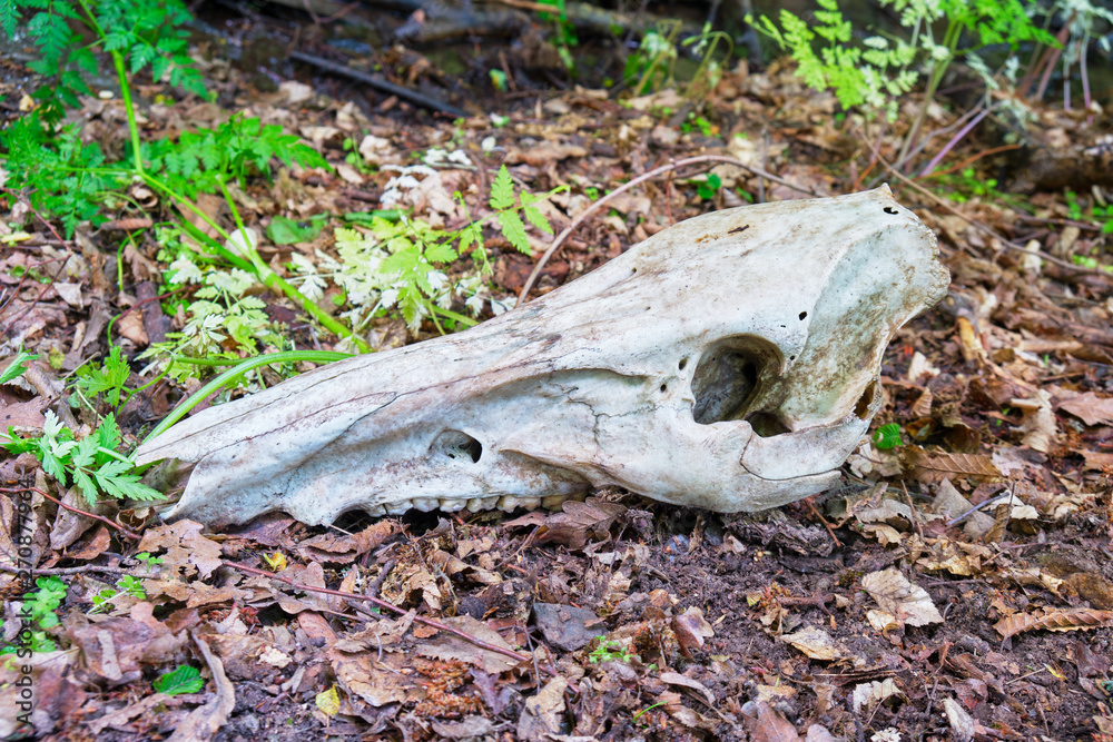 Obraz premium White deer skull on the ground, with no flesh, in the woods of Macin mountains, Romania - close up.
