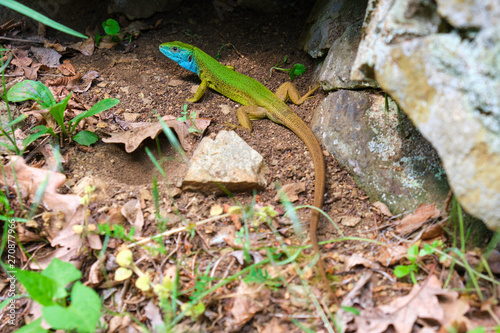 Male European green lizard (Lacerta viridis) in nature, on the ground near a rock - full length close up showing a brown tail, green body, and blue head. Location: Macin mountains, Dobrogea, Romania. photo