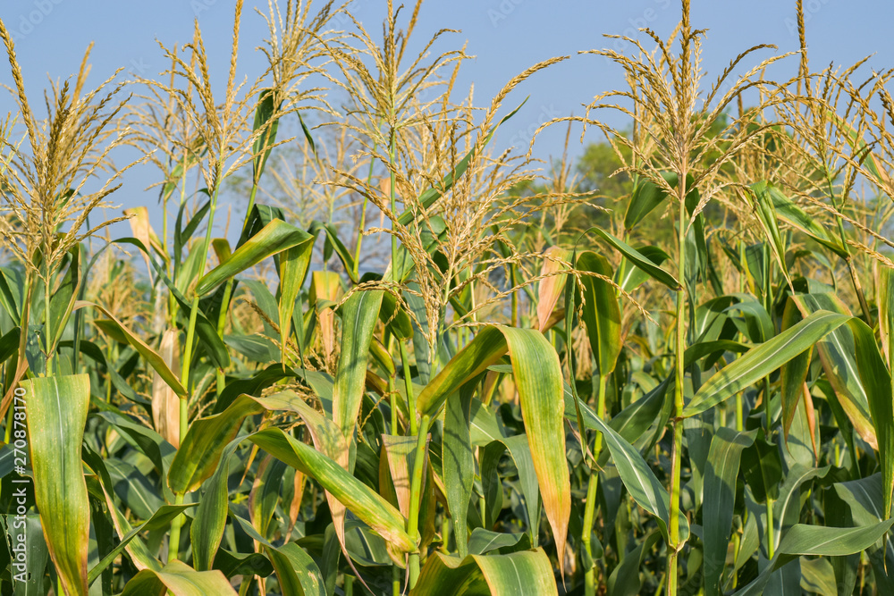 corn field on sunbright morning corn field on sunbright morning