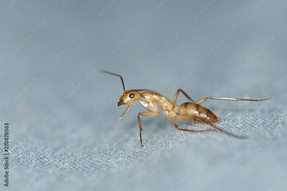 One worker ant One worker ant
