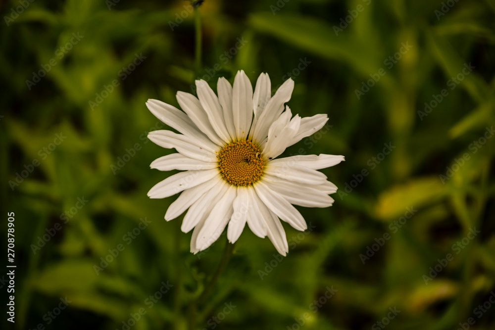 Obraz premium Macro of blooming beautiful white daisy flower