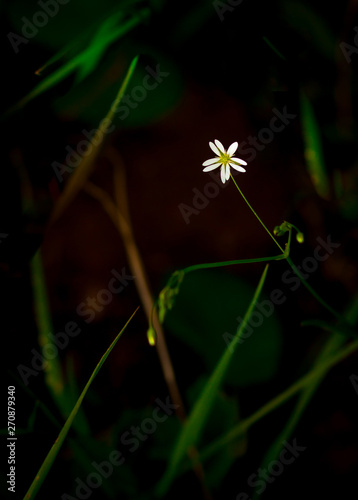 Beautiful white flower with blurred background. World Environment Day