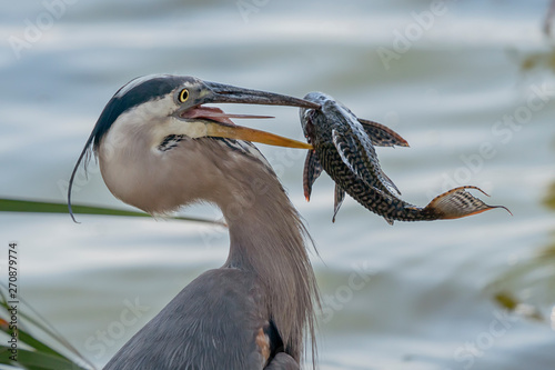 Obraz na plátně Great Blue Heron eating an Invasive Species (Plecostomus) in Florida