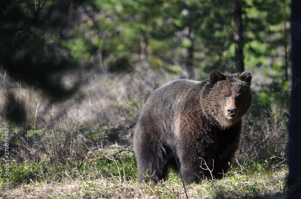 young grizzly bear walking in the woods in caanda 