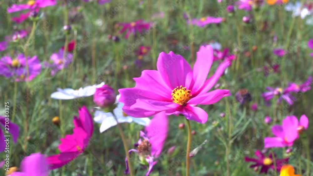 Cosmic flowers in the valley plantations.