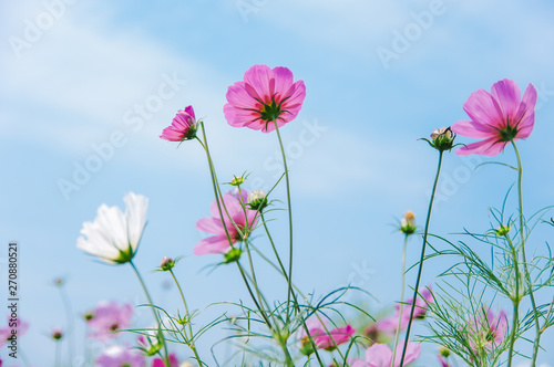 Multicolored cosmos flowers in meadow in spring summer nature against blue sky / Galsang flower